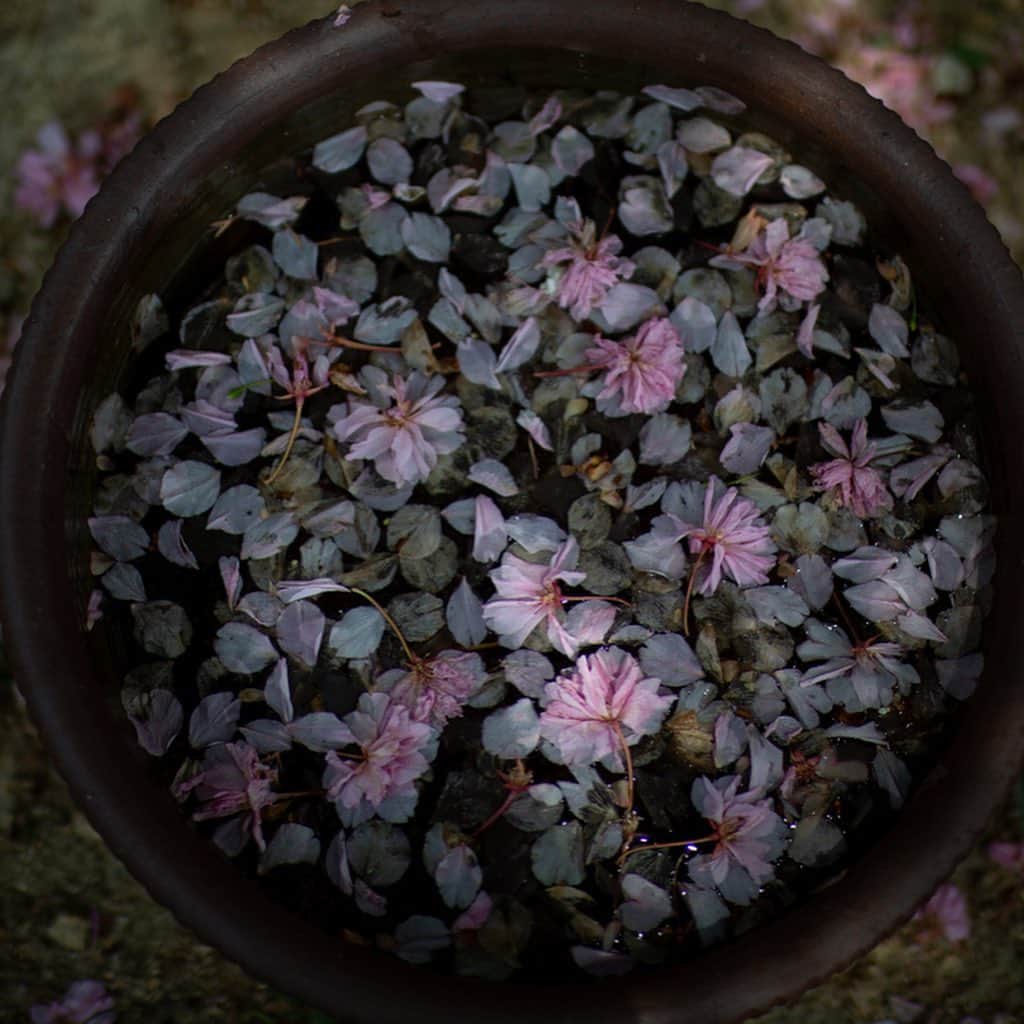 Naomiさんのインスタグラム写真 - (NaomiInstagram)「庭の八重桜は、ほぼ散ってしまいました。ピンク色の春、来年も楽しみ💕」5月8日 20時17分 - nao1223