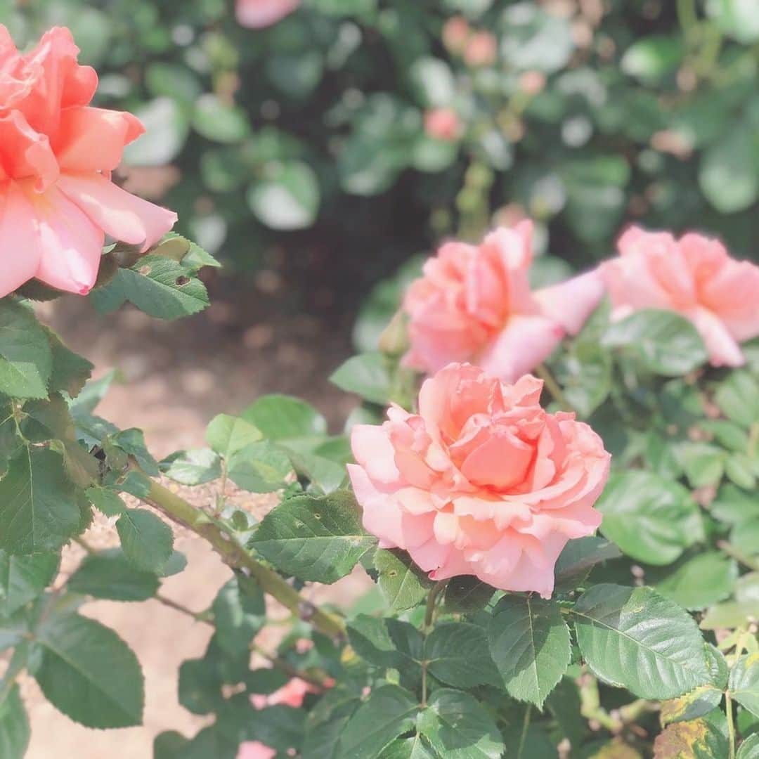 斉藤マリナ(さいまり) のインスタグラム：「🌹 . . フラワーパーク行った時、まさかのスマホ忘れて旦那さんにiPhone借りて写真撮ってた😇 . #はままつフラワーパーク#花のある暮らし#妊婦生活#マタニティライフ#バラ園#初マタさんと繋がりたい#初マタ#ピクニック」