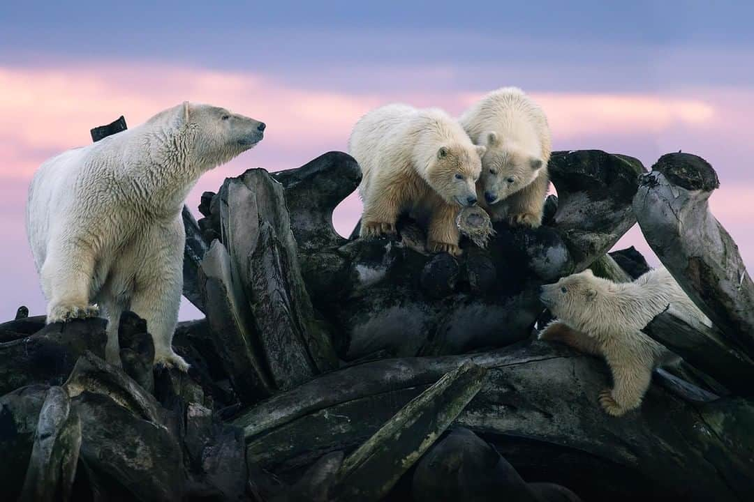 Discoveryさんのインスタグラム写真 - (DiscoveryInstagram)「“On a beautiful arctic fall evening, the sky painted in pink, this lovely family climbed on top of a pile of old whale bones. The cubs were playing with a ‘scrub ball’ under mom’s watchful eyes.” 📸 + caption by Amit Eshel (@siberianart) . . . . #adventure #travel #nature #photography #photooftheday #explore #naturephotography #nature #potd #Alaska #bears #polarbears #sunset #bones」5月8日 20時37分 - discovery