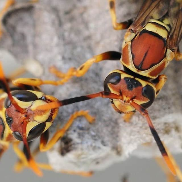 VICEさんのインスタグラム写真 - (VICEInstagram)「A new study finds that wasps are capable of basic logical reasoning.  __  Wasps are the first insects known to demonstrate “transitive inference,” a sophisticated form of logical reasoning, according to a study published on Tuesday in 'Biology Letters'. Transitive inference is the ability to surmise a relation between objects without a direct comparison. Humans develop this capability in childhood, often through thought experiments such as this one: Jane is taller than Sally, and Sally is taller than Ben, so Jane must be taller than Ben. Even though Jane and Ben never directly compared their heights, there is enough information to infer how tall they are relative to each other.  Read more at the link in bio.  Image courtesy of tdlucas5000.」5月9日 6時01分 - vice