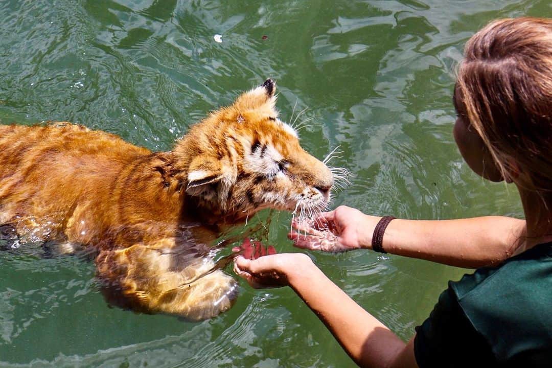 Zoological Wildlife Foundationさんのインスタグラム写真 - (Zoological Wildlife FoundationInstagram)「Rajah enjoying some pond time with one of his keepers @kashenny73 💙🐾 . #tabbytiger #tiger #cub #bengal #endangeredspecies #conservation #zwfmiami #zwf #notpets #enrichment」5月9日 6時40分 - zwfmiami