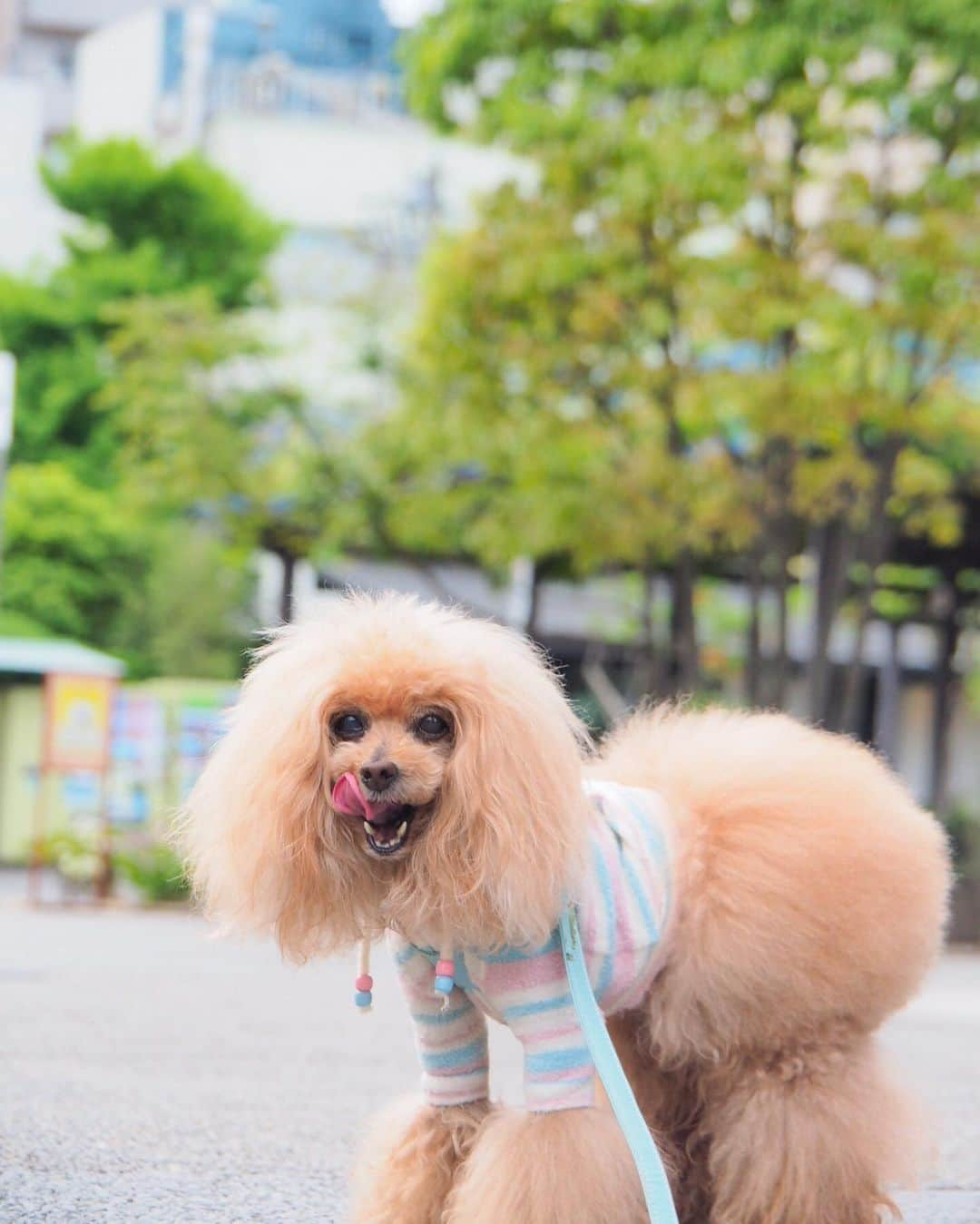 Toypoodle Mikuru?Asakusa Tokyoのインスタグラム