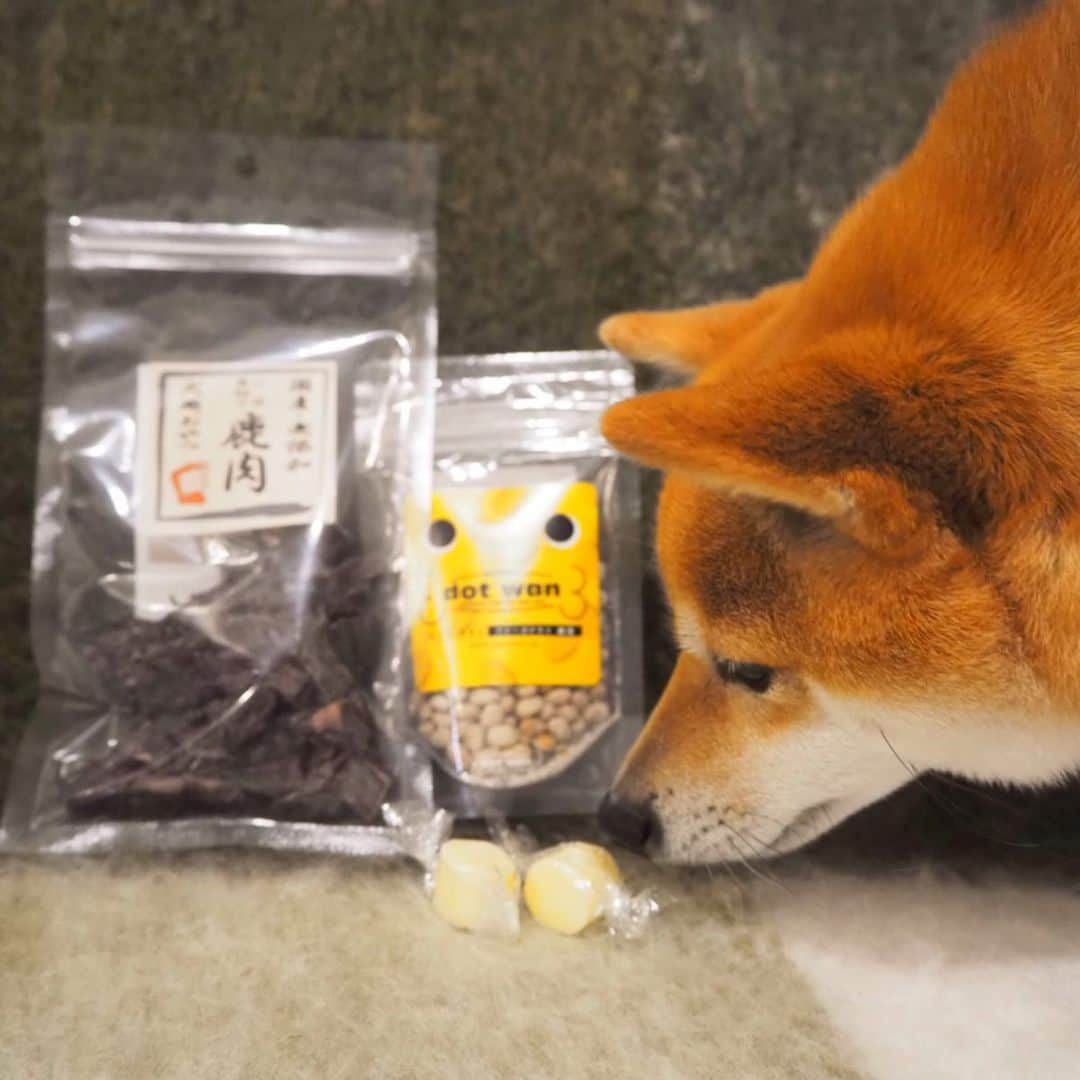 豆柴にこちゃんさんのインスタグラム写真 - (豆柴にこちゃんInstagram)「🐶 おはよー 昨夜は外に💩に連れてったら、 芝生の上を25m近く歩いたよ😍 スピードは遅いけど、がんばった✨ . ここから、お礼です💐 . お友達からお見舞いギフトをたくさんいただきました😭 みんなほんとに優しい…✨ . ①小豆ちゃん @takaaaaako99 から。 達成守と人間用のお菓子✨ まだお会いしたことがないのですが、 すごく気遣ってくれました😭💕 . ②くま吉くん @kumakichi_511 から。 お守りや体にいいおやつや柴ペットボトルホルダーをくれたよ😭💕 ママさん、にこが熱中症になったときも熱中症対策グッズをくれたり、ほんとに優しい😍 . ③ぽっちゃん @mameshiba_potechi から カートに敷く用にってクールマットと、 にこ愛用の歯磨きガム✨ これから暑くなるしカートの中が蒸すから 対策しなきゃって思ってたから助かるー☺️ . ④豆助くん @mamesuke_57 から、 関節にいいサプリがはいったおやつ🍪 さっそく、毎食ご飯に混ぜてあげてます☺️ . ⑤とのくん @chii_tono_  から、 大好物の納豆✨✨✨ そして鹿肉とチーズ😊 にこがチーズを狙って写真撮るの大変だった😆 . ⑥脱獄柴集会で頂いたプレゼントたち🎁 . ⑦なんと、いつもお世話になってる、 PECOさんからも寄せ書きカードと お守りを頂きました🥰 スタッフのみなさんからの有難いお言葉に涙😭 @pecodogs @pecobox_official @pecotv . ⑧お守り、にこのゲージにつけてます😆 . 本当にありがとうございました✨ . #にこの右足闘病記 . #柴犬#豆柴#pecoいぬ部#犬#わんこ#犬#ここ柴部#shibainu#dog#mameshiba#pecotv#dog#いぬのきもち部#しばいぬ#しばけん#こいぬ#シバイヌ#いぬ#イヌ#赤柴#マメシバ#ペット#日本犬#子犬#puppy#doggo#pet」5月9日 7時15分 - nikochan.mame48