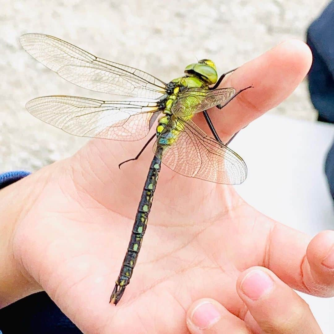 西山美希子さんのインスタグラム写真 - (西山美希子Instagram)「息子のクラスで、みんなで飼っているヤゴをGW中我が家で預かってる最中に…なんと！ヤゴがトンボになりました👀朝起きたら、カーテンに大きいトンボがいて、母絶叫😱けど、感動だぁー✨写真を現像してあげたので、あした息子は、クラスのみんなに発表をするんだそう！！！たのしみだね❤️」5月8日 22時32分 - mariaclove