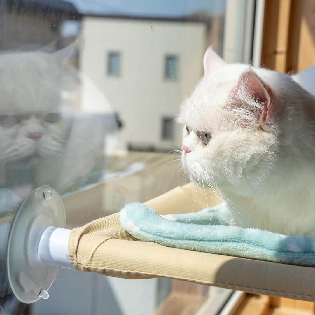 マアルのインスタグラム：「ふくちゃん🐈 #北海道 #旭川市 #ペットホテル」