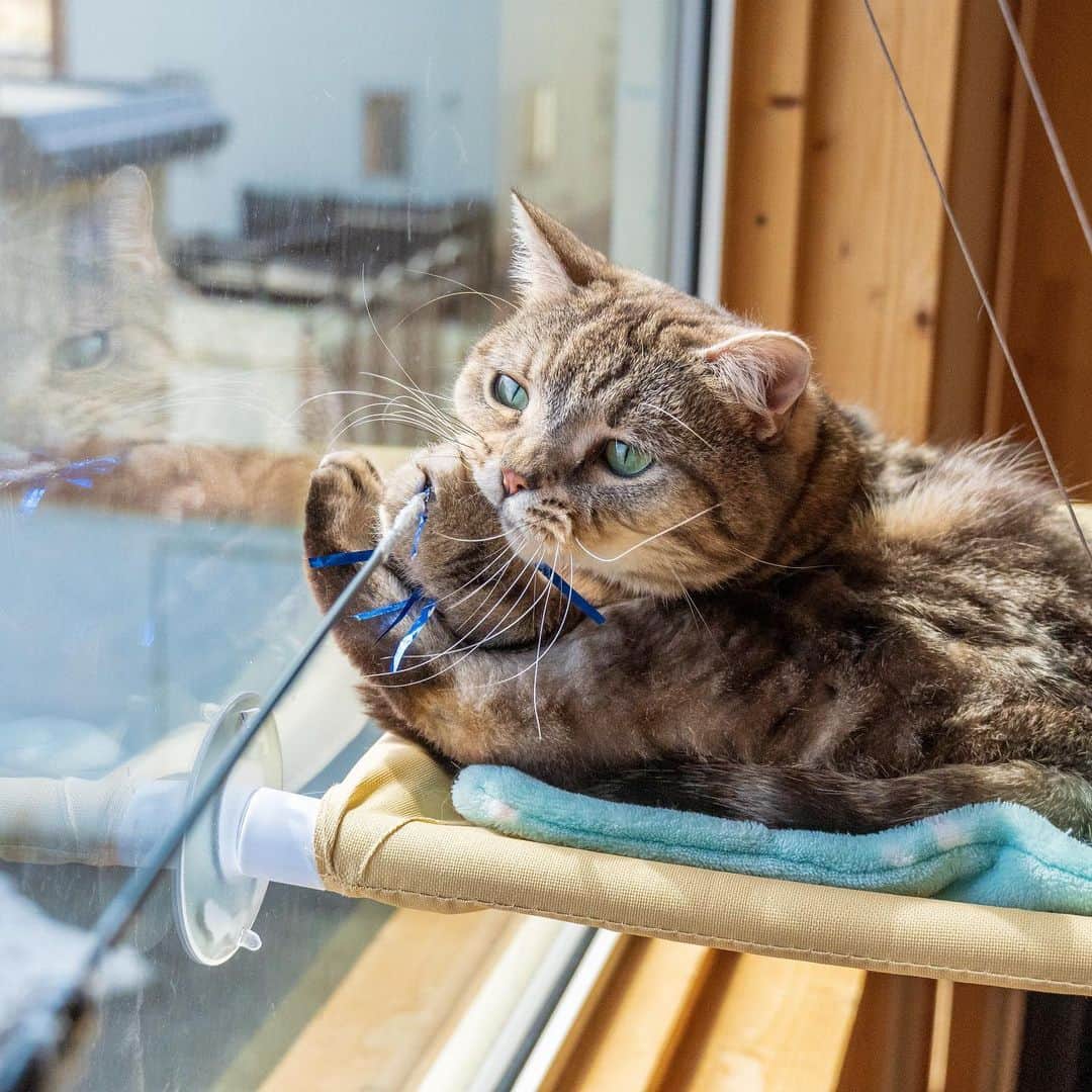 マアルのインスタグラム：「さすけちゃん🐈 #北海道 #旭川 #ペットホテル」