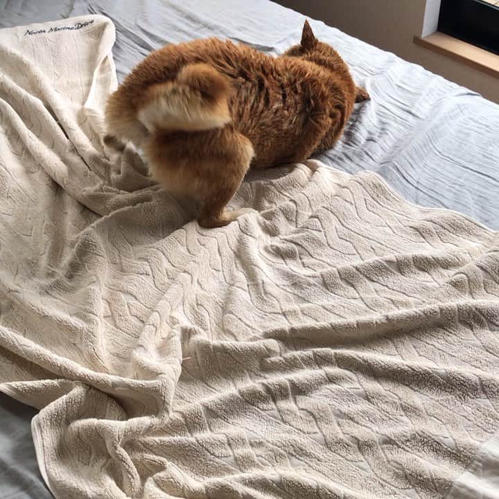 マル子のインスタグラム：「#かめマル子 番外編 #セルフふきふき  #マル子  #柴犬  #shiba」