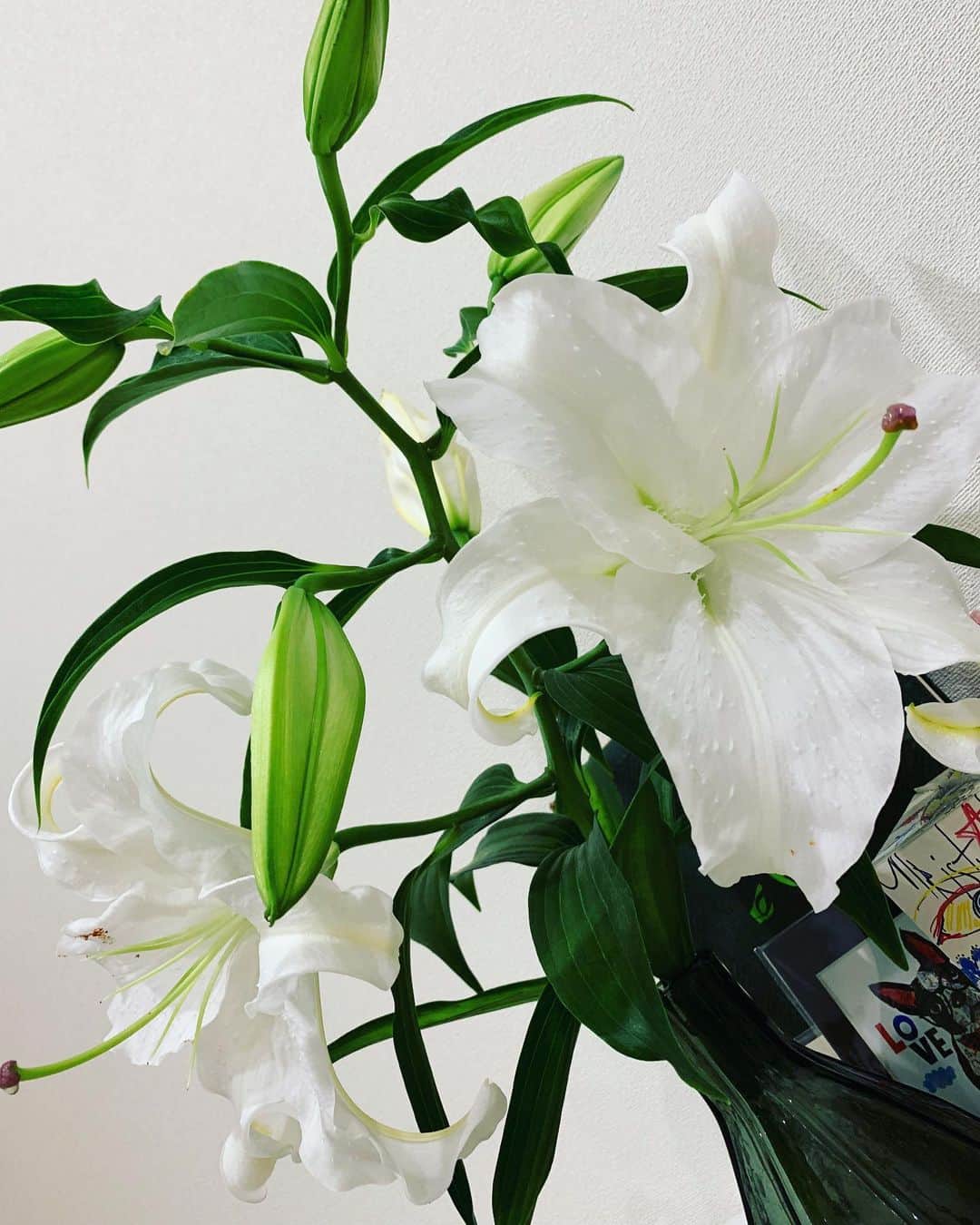須黒清華のインスタグラム：「大好きなカサブランカ💐 家中、良い香りで満たされて幸せ気分〜✨✨ ツボミのものを買ったので、どんどん育って咲いていくのも愛おしい〜💕」