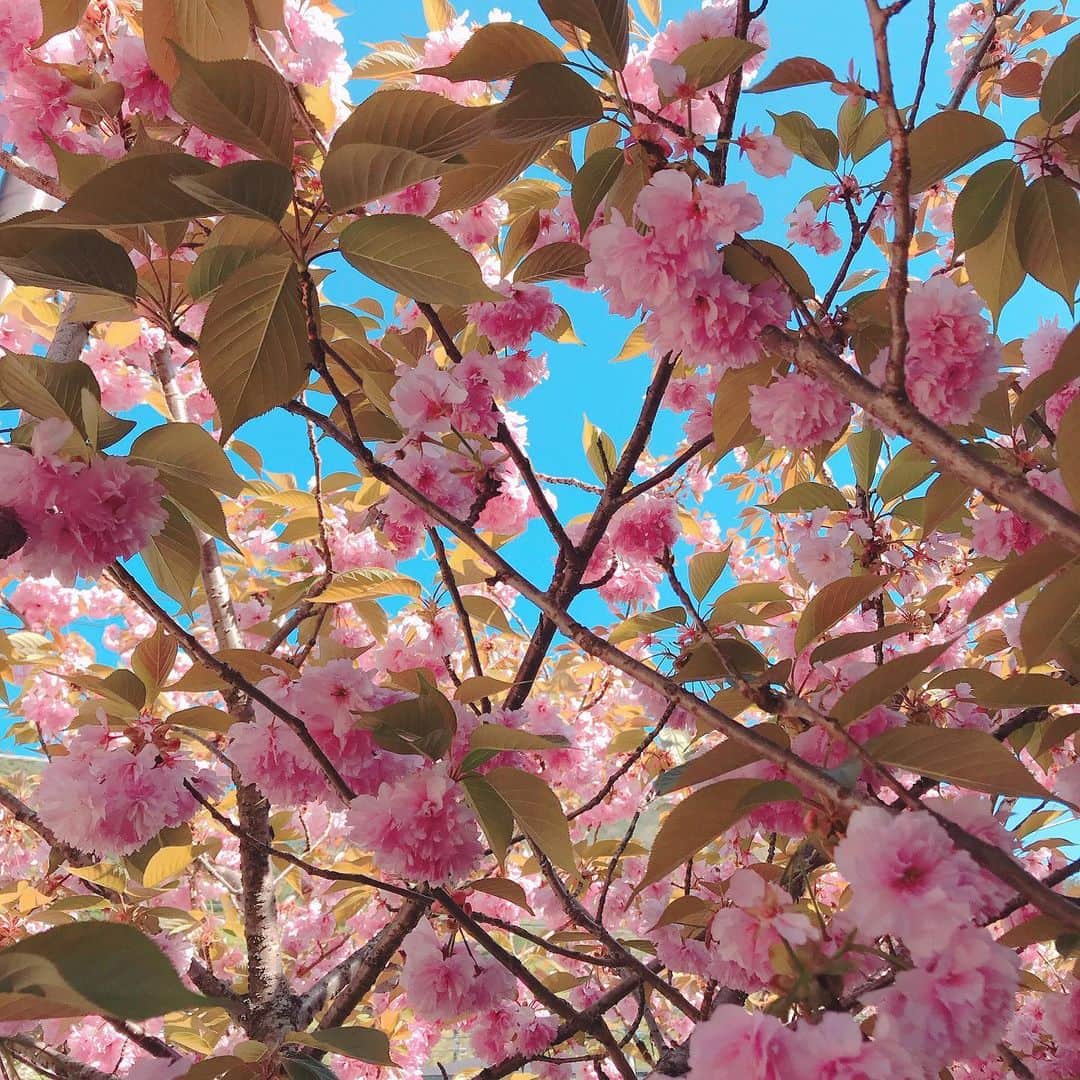 MEGUMIさんのインスタグラム写真 - (MEGUMIInstagram)「今日の栃木のお花ちゃんノリノリでした💘」5月8日 23時09分 - megumi1818