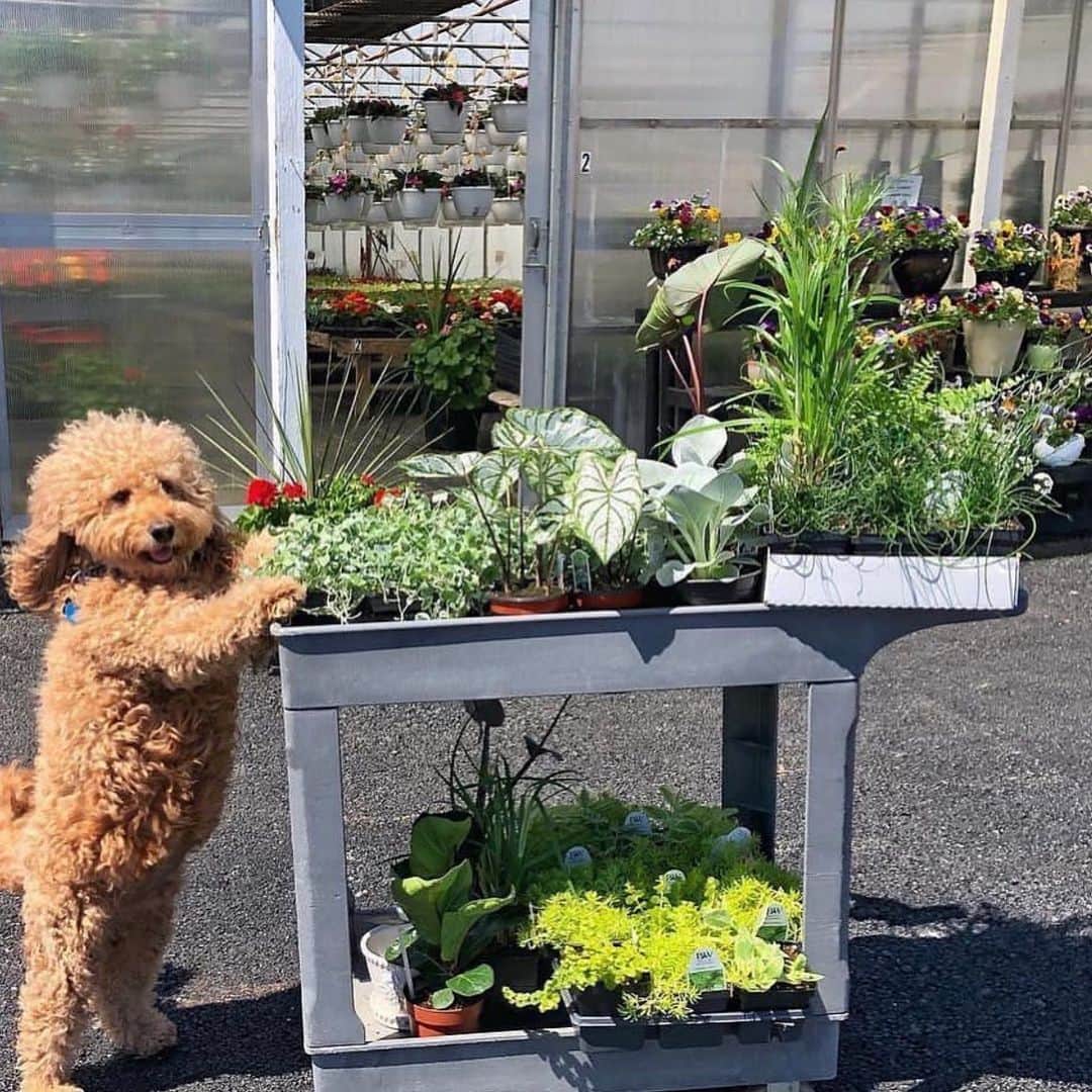 The Louunのインスタグラム：「Warning ⚠️ This maybe the cutest plant shopper 🌿🥰🌿 You can order fresh plants at our online store🌿😊picture from @samsonthedood #plant #puppy #dog #animals」