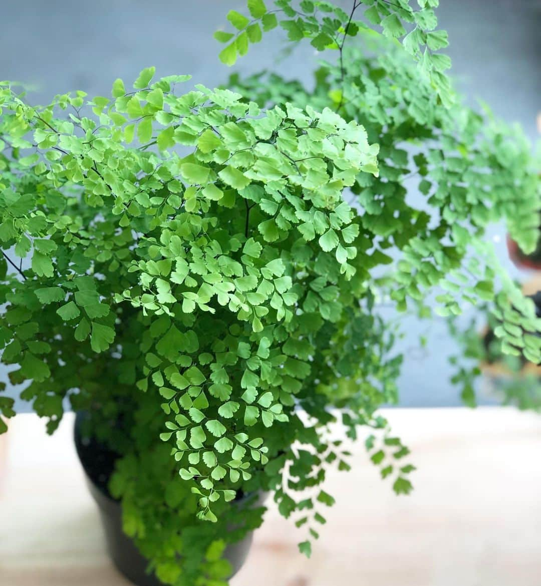 The Louunさんのインスタグラム写真 - (The LouunInstagram)「Beautiful #fern #maidenhairfern from @plantroomla www.etsy.com/shop/plantroomla」5月8日 23時28分 - shoplouun