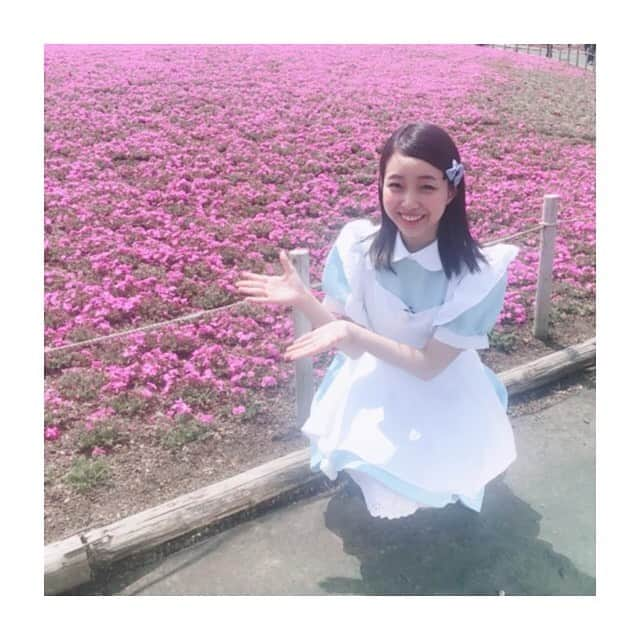 斎藤亜美のインスタグラム：「お花お花お花ー！ 芝桜だよ🌸 本日オンエアのこだわりナビで紹介させていただきました😊」