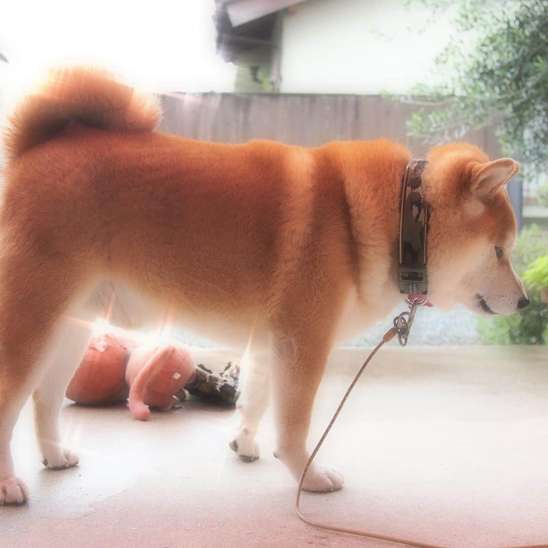 柴犬 たろさんのインスタグラム写真 - (柴犬 たろInstagram)「🐕 僕タロちゃん🐖 昔の写真だよ📸 光るバナナもあるよ🍌💕 ✩ ✩ #shibainu #japanesedog #柴犬」5月8日 23時31分 - tarochantarochan