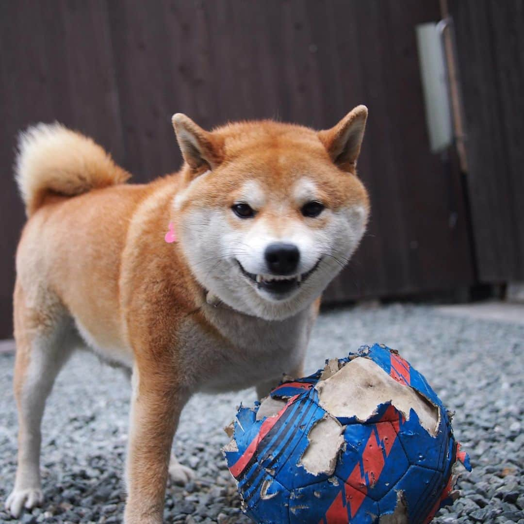 柴犬 たろさんのインスタグラム写真 - (柴犬 たろInstagram)「🐕 僕タロちゃん🐖 昔の写真だよ📸 光るバナナもあるよ🍌💕 ✩ ✩ #shibainu #japanesedog #柴犬」5月8日 23時31分 - tarochantarochan