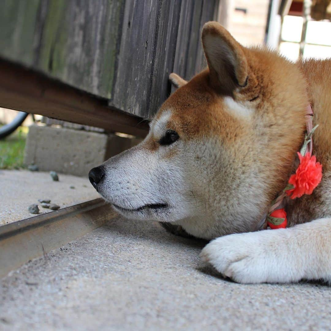 柴犬 たろさんのインスタグラム写真 - (柴犬 たろInstagram)「🐕 僕タロちゃん🐖 昔の写真だよ📸 光るバナナもあるよ🍌💕 ✩ ✩ #shibainu #japanesedog #柴犬」5月8日 23時31分 - tarochantarochan