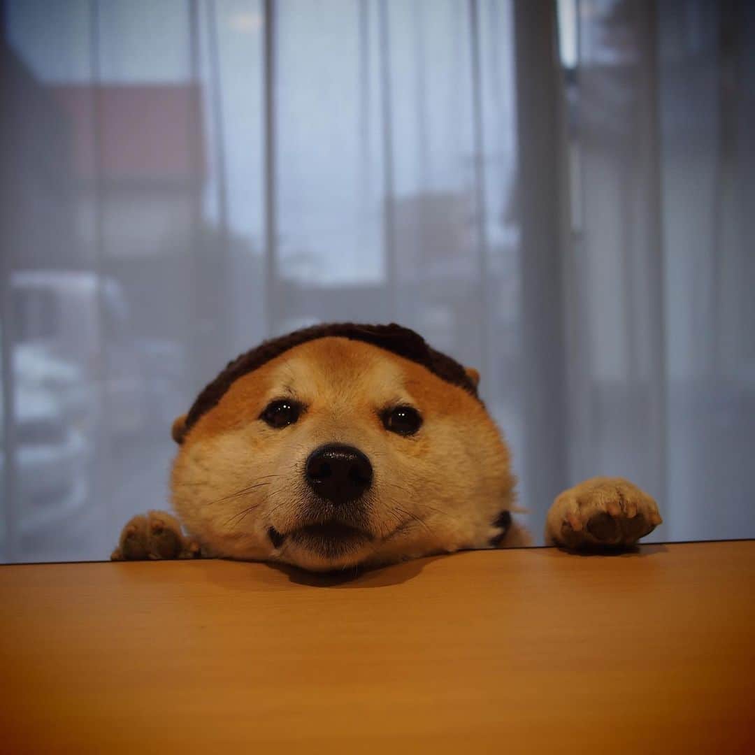柴犬 たろさんのインスタグラム写真 - (柴犬 たろInstagram)「🐕 僕タロちゃん🐖 昔の写真だよ📸 光るバナナもあるよ🍌💕 ✩ ✩ #shibainu #japanesedog #柴犬」5月8日 23時31分 - tarochantarochan
