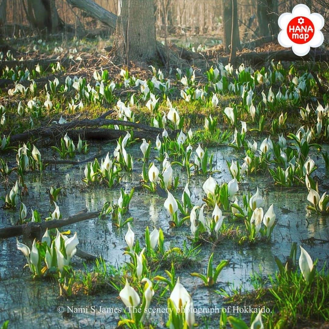 はなまっぷ❁日本の花風景さんのインスタグラム写真 - (はなまっぷ❁日本の花風景Instagram)「🌸はなまっぷ🌸 * @nami_s_james さんの  花のある風景に花まるを💮 * 心が洗われるように清楚で美しい水芭蕉をありがとうございます😊🌸 * 北海道  #網走 Abashiri, Hokkaido. * 🌼ミズバショウの花言葉📝🌼 美しい思い出、変わらぬ美しさ * 見頃を過ぎている場所もご紹介しています。お出かけの際はHP等で最新の情報をご確認くださいね🙏🌸 * 🌸•••🌸•••🌸•••🌸•••🌸•••🌸 * いつも素敵なお花をありがとうございます😊 日本の花のある風景にタグ付けしてください🌸 お花があれば何でもOKです💓 * #はなまっぷ * #日本の美しい花風景#花のある風景#花#花言葉#花畑#ミズバショウ#水芭蕉」5月8日 23時48分 - hanamap