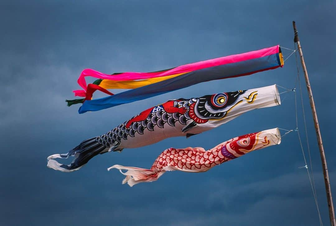 Michael Yamashitaさんのインスタグラム写真 - (Michael YamashitaInstagram)「Every May 5, it is Kodomo no Hi or "Children’s Day" in Japan. Families fly koinobori banners in the shape of a carp or koi for each child in their house. In Japanese folklore, the carp is a symbol of determination and vigor, overcoming all obstacles to swim upstream. Samurai warrior figurines and samurai kabuto helmets are also displayed in homes to inspire strength and bravery. #kodomonohi #childrensday #koinobori #goldenweek」5月9日 0時01分 - yamashitaphoto