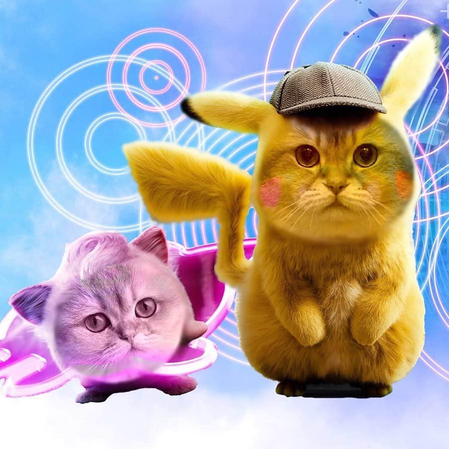 Hosicoさんのインスタグラム写真 - (HosicoInstagram)「Pika Pika! Pokémon Hosico & Safary @safary_cat 🐱🐱 #DetectivePikachu」5月9日 0時05分 - hosico_cat