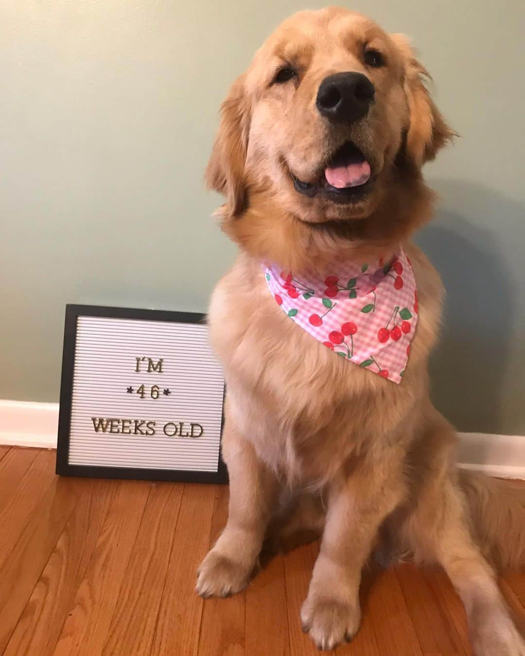 モヒートさんのインスタグラム写真 - (モヒートInstagram)「Just realized we never actually posted Julep’s 46 week photo! Only a few weeks left to go!! ------------------------------- #goldensofig #goldenretriever  #goldenretrieversofinstagram #betterwithpets #dogsofig  #dogsofinstagram #fluffypack #gloriousgoldens #welovegoldens #ilovemydog #goldenlife #bestwoof #ProPlanDog #ilovegolden_retrievers #mydogiscutest #retrieversgram #dogsofcle」5月9日 0時18分 - mojito_rose_family