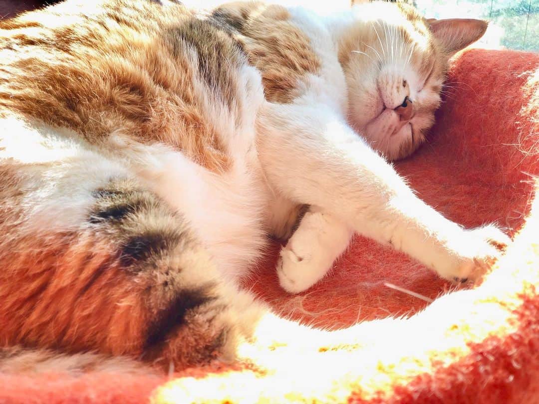 山田稔明さんのインスタグラム写真 - (山田稔明Instagram)「昼間のチミ猫。おやチミなさい。 #ポチ実 #三毛猫」5月9日 0時16分 - toshiakiyamada
