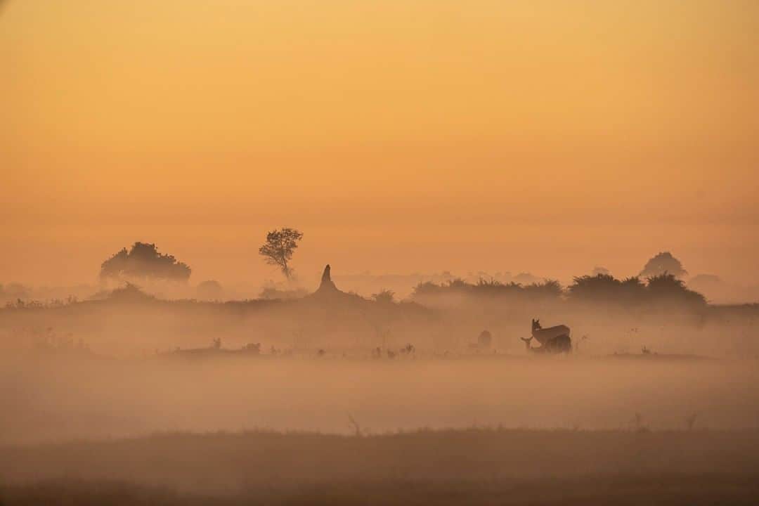 ナショナルジオグラフィックさんのインスタグラム写真 - (ナショナルジオグラフィックInstagram)「Photo by Beverly Joubert @beverlyjoubert | What does daybreak sound like where you are? Here in the Okavango, it’s a bird chorus slowly building in darkness. Halting at first, then loud enough to mute the last of the night’s insects. It’s a rustle of hooves parting blades of grass. An occasional snort of alarm through the mist–all clear. Branches crack in the distance, signaling a pachyderm’s breakfast. Soon, everything will come alive. But for now, there is still the cautious, expectant quiet of the early hours. #OkavangoDawn #MorningMists #UpWithTheSun」5月9日 0時34分 - natgeo