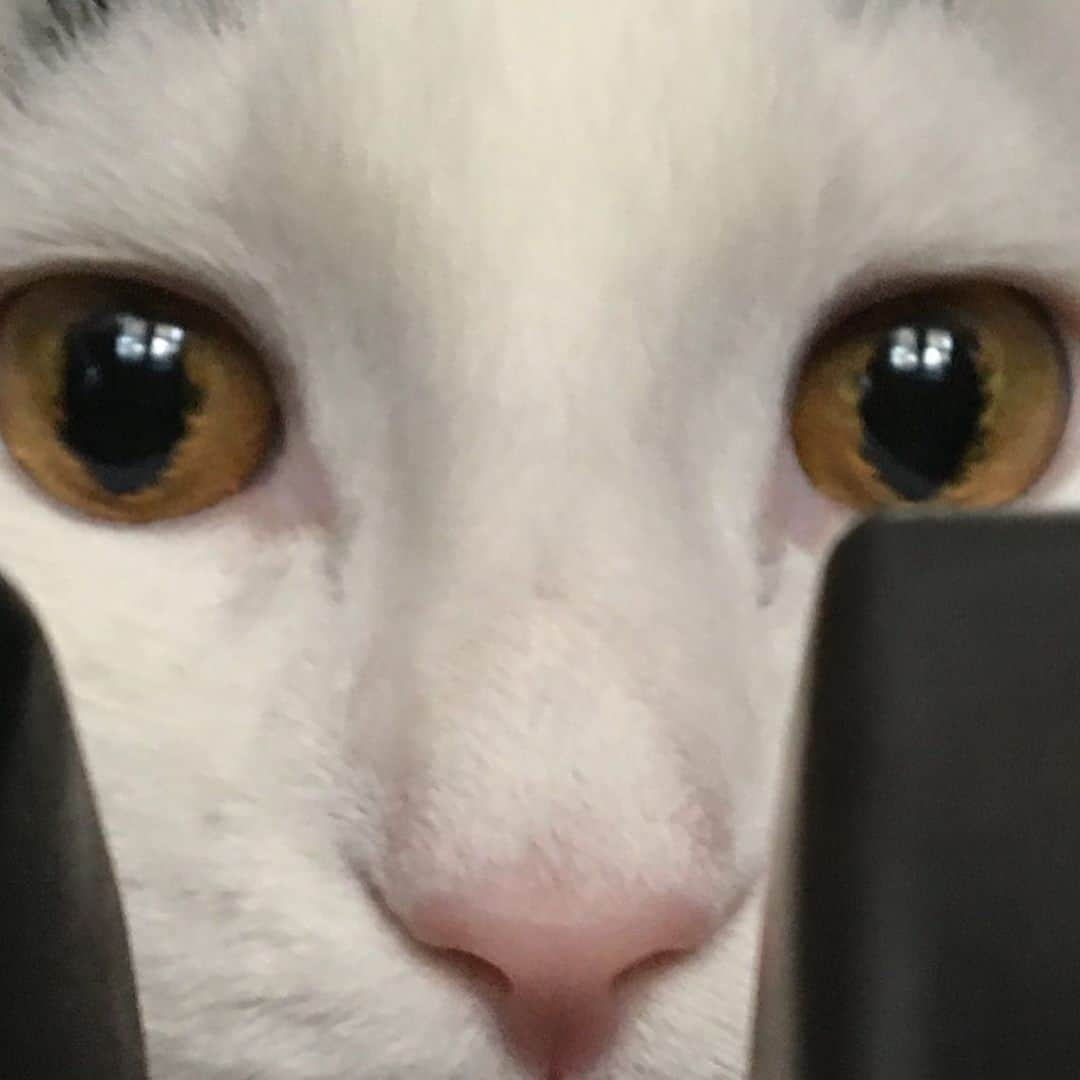 Samさんのインスタグラム写真 - (SamInstagram)「Sam peering over his kingdom from atop the mountain (aka the refrigerator).」5月9日 0時43分 - samhaseyebrows