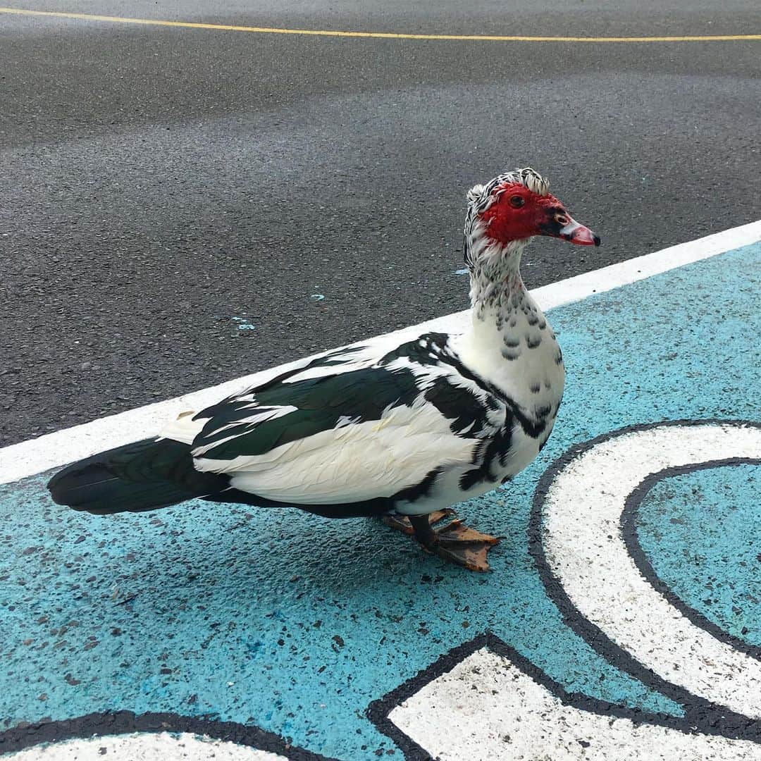 しまおまほのグルメインスタ