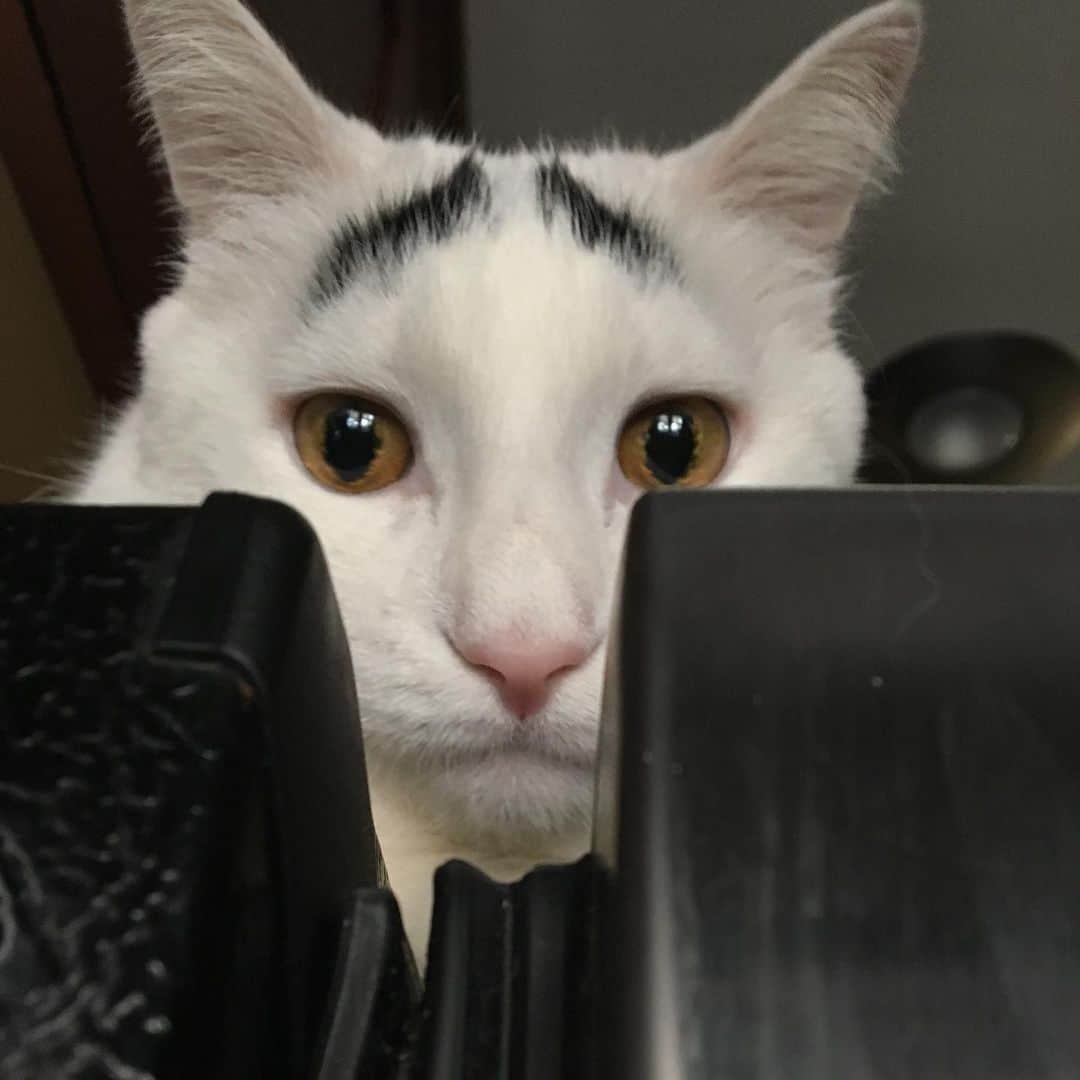 Samのインスタグラム：「Sam peering over his kingdom from atop the mountain (aka the refrigerator).」