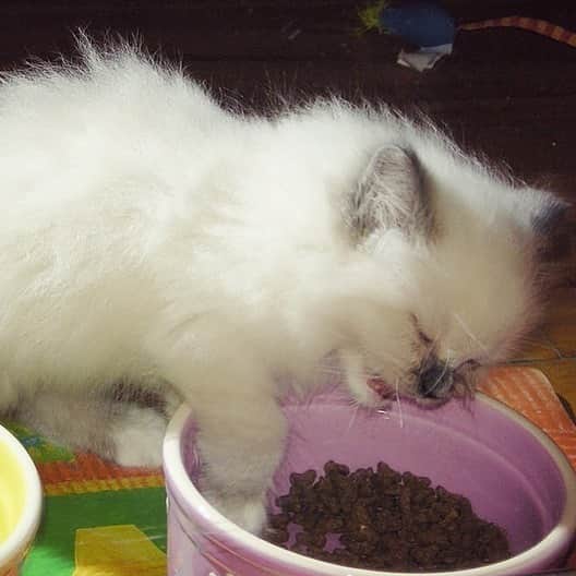 Tinaのインスタグラム：「Kitten George had a pink bowl because he used to go by Georgina 💓#WayBackWednesday #RealMenWearPink」