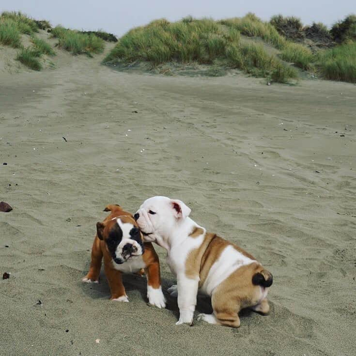 Bodhi & Butters & Bubbahさんのインスタグラム写真 - (Bodhi & Butters & BubbahInstagram)「On Wednesday’s we wear pink 💅🏼 . . . . . #bulldog #wednesday #bff #puppy #life #amazing #cute #pink #dogsofinstagram #smile」5月9日 1時06分 - keonistuff