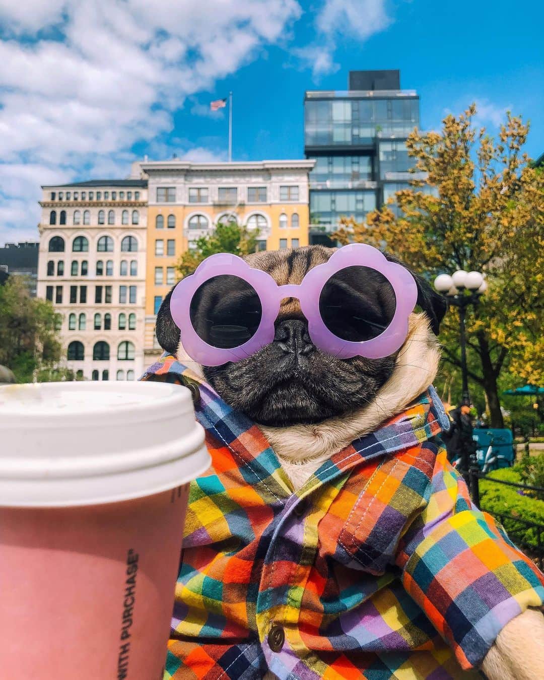 itsdougthepugさんのインスタグラム写真 - (itsdougthepugInstagram)「“‪Spring, I like u a latte‬” -Doug」5月9日 1時22分 - itsdougthepug