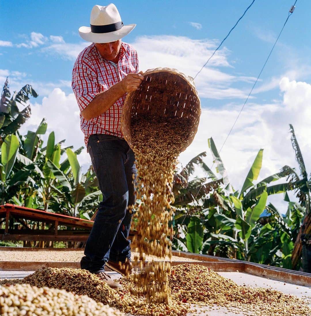 National Geographic Travelさんのインスタグラム写真 - (National Geographic TravelInstagram)「Photo by Rena Effendi @renaeffendiphoto // sponsored by @NespressoUSA // Don Lionel unloads a basket of fermented coffee beans onto a flatbed to dry. The beans had been fermenting for 15 hours and the yeast bacteria ate away the pulp, preparing them for the next stage of the process—drying. “Once the beans are completely dry, you have to rub them between your palms. They will make a sound like a maraca, a traditional Colombian instrument,” Don Lionel told me. He opened a door into his life for me, and he shared his love and passion for the coffee craft. I learned that there was a human touch at almost every stage of coffee cultivation. // National Geographic photographer @renaeffendiphoto travels to Colombia, Indonesia, and Ethiopia to uncover @NespressoUSA coffee stories #beyondthebean #DiscoverNespresso」5月9日 1時24分 - natgeotravel