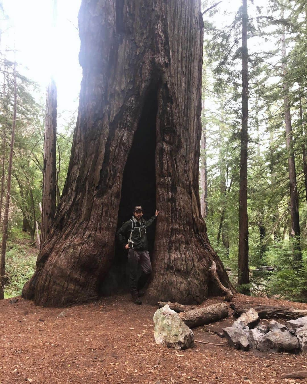 ジャック・ファライーさんのインスタグラム写真 - (ジャック・ファライーInstagram)「Big Sur, big tree.」5月9日 1時42分 - jackfalahee