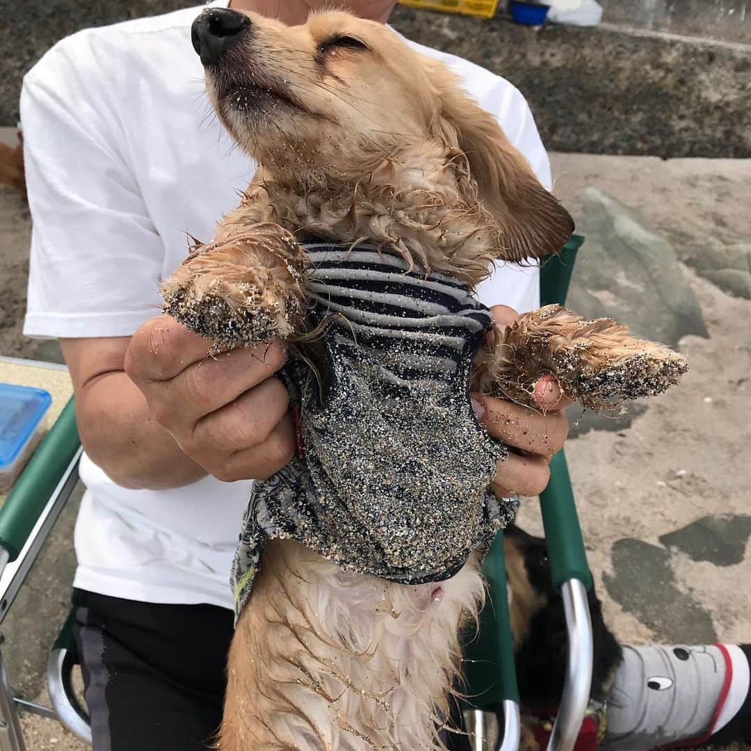 メルロコ一家の楽屋裏さんのインスタグラム写真 - (メルロコ一家の楽屋裏Instagram)「きなこおはぎ犬。 #ロコ#多々良浜#翌日は#砂のかたまりの#うんぴ」5月9日 1時50分 - merulocomocodon