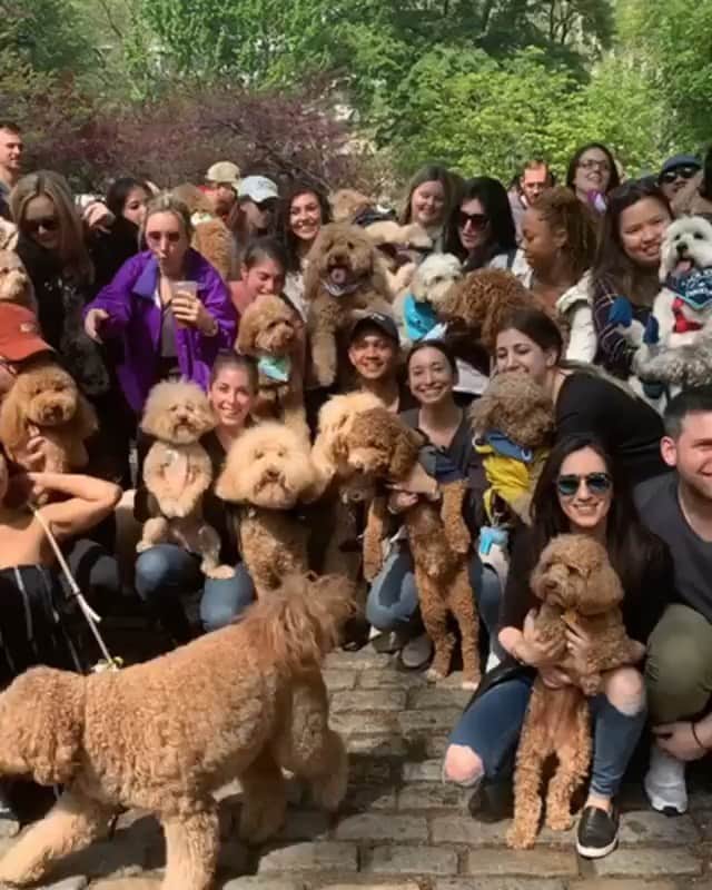 DogsOf Instagramのインスタグラム：「“NYC doodle romp today! 🙌🏼” writes @puppynamedcharlie  #dogsofinstagram」