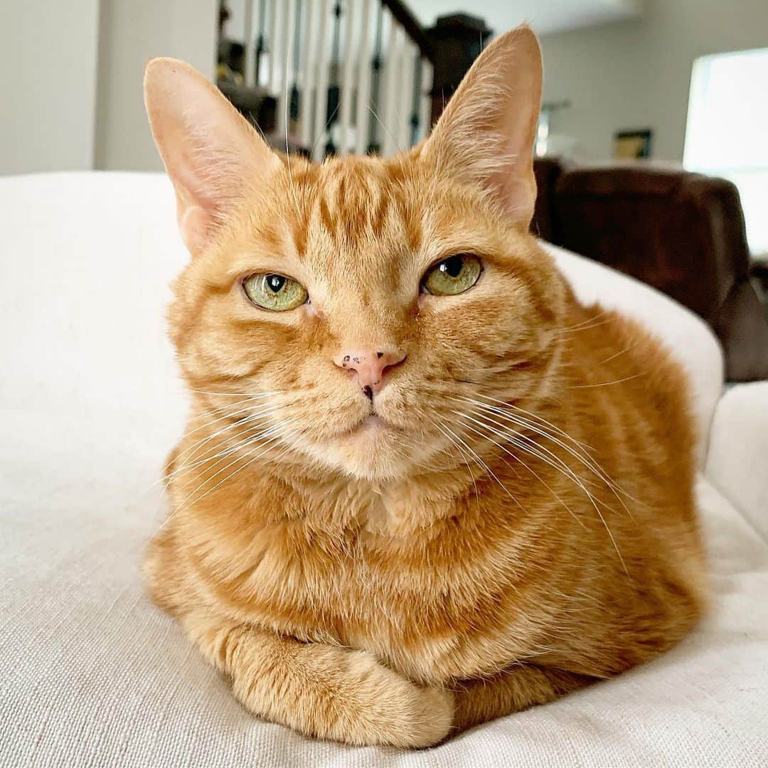 Venus Cat さんのインスタグラム写真 - (Venus Cat Instagram)「Isn’t my adopted sister Ginger gorgeous? She’s 13 years old and is a female orange tabby which is special because more orange tabbies are male than female. 🧡🧡 See more of Ginger and all my adopted siblings on our family account @venusandfamily . HuMom will be adding highlighted story bios for everyone and lots more content soon.😺」5月9日 2時00分 - venustwofacecat