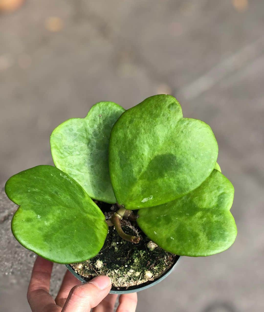 The Louunさんのインスタグラム写真 - (The LouunInstagram)「#hoya #hoyakerrii #sweetheart #heart #hearthoya #heartplant available now at our online store 💚」5月9日 7時41分 - shoplouun