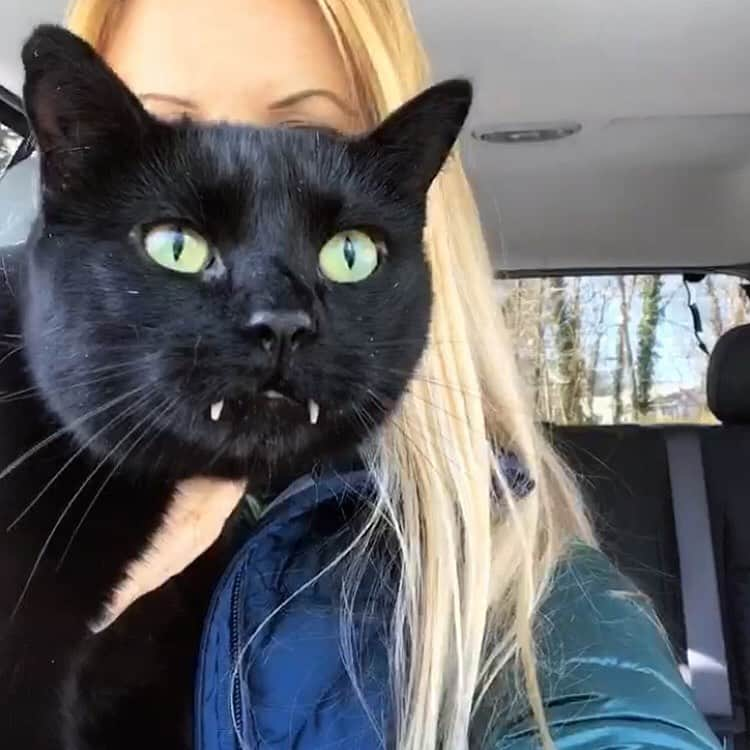 セルジオさんのインスタグラム写真 - (セルジオInstagram)「*pulls up to drive thru* 🚙  Yea, can I get a venti caramel tuna mega macchiato moose munch with almond milk, splash of tuna juice, hold the whip, extra on the nip... . . #starbuckscat #lattecat #starbucks☕️ #vampirecat #monkeybusiness #catsincars #drivethru #gimme #blackcats #blackcatsofinstagram #catsofinsta #igcats #igkitty #catslife #spoiledcat #happycats #teef #sabertooth #cutecats #catmomlife #catlady #myfurbaby #sillycat #catsofig #ilovemycats #starbucksislife #macchiato #iwantitall #catnip」5月9日 2時14分 - monkandbean