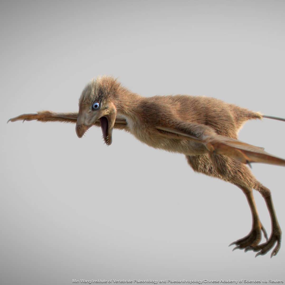 ABC Newsさんのインスタグラム写真 - (ABC NewsInstagram)「A Jurassic Period dinosaur - the Ambopteryx longibrachium - flew on bat-like wings, and is seen in these 3-D reconstruction images. #dino #dinosaur #jurassic #reconstruction #3D #research」5月9日 2時34分 - abcnews