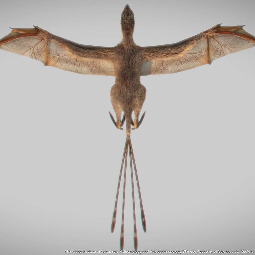 ABC Newsさんのインスタグラム写真 - (ABC NewsInstagram)「A Jurassic Period dinosaur - the Ambopteryx longibrachium - flew on bat-like wings, and is seen in these 3-D reconstruction images. #dino #dinosaur #jurassic #reconstruction #3D #research」5月9日 2時34分 - abcnews