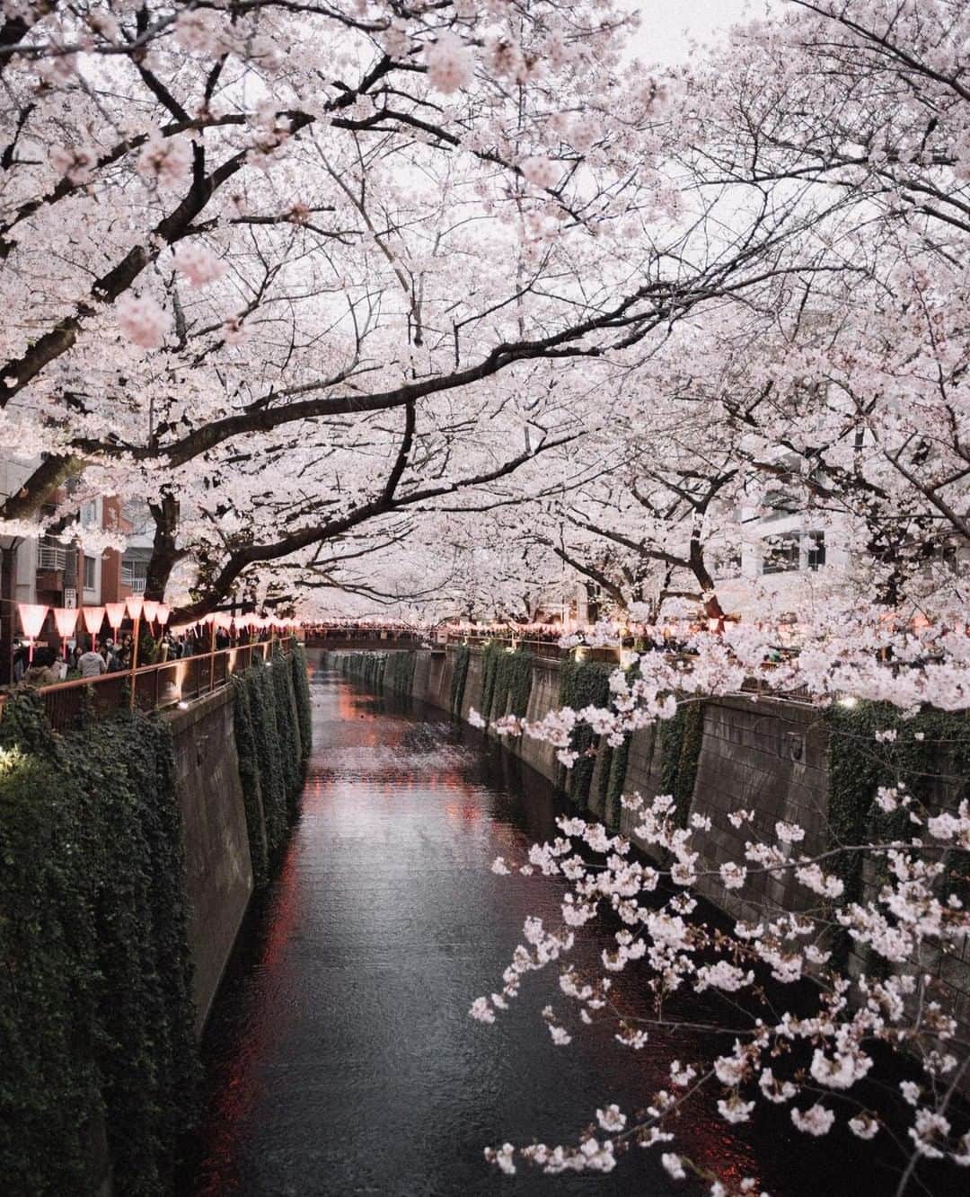 MR PORTERのインスタグラム：「Taking in the Tokyo Cherry Blossom 🌸 with Mr @ericluis⠀ -⁣⠀ Head to the link in bio to discover The Japan Edit in full and share your shots of #Japan for a chance to be featured. 🇯🇵 #MRPORTERTheJapanEdit #日本特集」