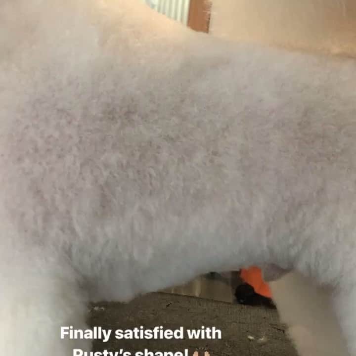 Dogs by Ginaのインスタグラム：「Correcting structure is soo hard! Finally, I am so happy with his look. Consistent adjustments and patience with myself finally paid off 🖤 always growing!」