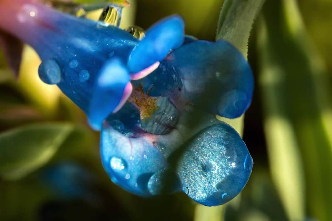 アンジー・ペインさんのインスタグラム写真 - (アンジー・ペインInstagram)「A Spring carousel. • • • • • #macro #macrophotography #bouldercolorado #spring」5月9日 3時15分 - angelajpayne