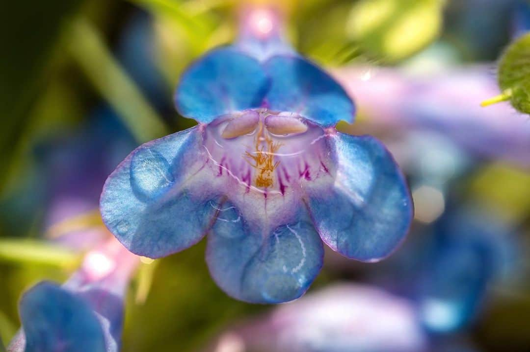 アンジー・ペインさんのインスタグラム写真 - (アンジー・ペインInstagram)「A Spring carousel. • • • • • #macro #macrophotography #bouldercolorado #spring」5月9日 3時15分 - angelajpayne