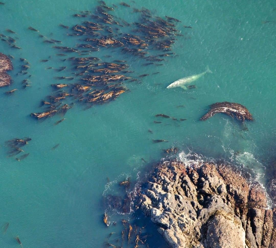 National Geographic Travelさんのインスタグラム写真 - (National Geographic TravelInstagram)「Photo by @bertiegregory| A Gray whale rests at the surface between feeding dives in the shallow waters off the west coast of Vancouver Island, British Columbia, Canada. Gray whales breed in the warm tropical warmers off the coast of Mexico. They then migrate north to richer waters to feed. Although the individual pictured decided to spend its feeding season off the coast of British Columbia, some Grays head all the way up to Alaska on one of the longest mammal migrations on the planet. #britishcolumbia #photography #wildlife #coast #whale」5月9日 4時07分 - natgeotravel