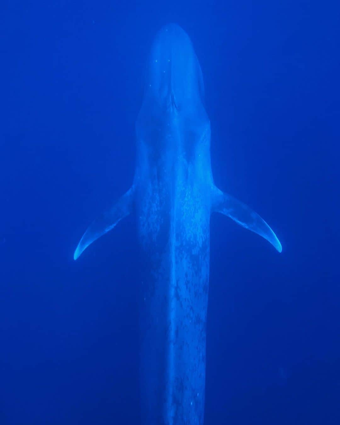 appleさんのインスタグラム写真 - (appleInstagram)「“For me, responsible ecotourism is the key to conservation. The more people experience the ocean, the more they’ll advocate for it and all its species. Chancing upon this blue whale was like finding a needle in a haystack. You have to work for it. You have to earn it, responsibly. But the reward is always overwhelming.” #conservation #ShotoniPhone by Jorge H. @jchauser」5月9日 4時28分 - apple