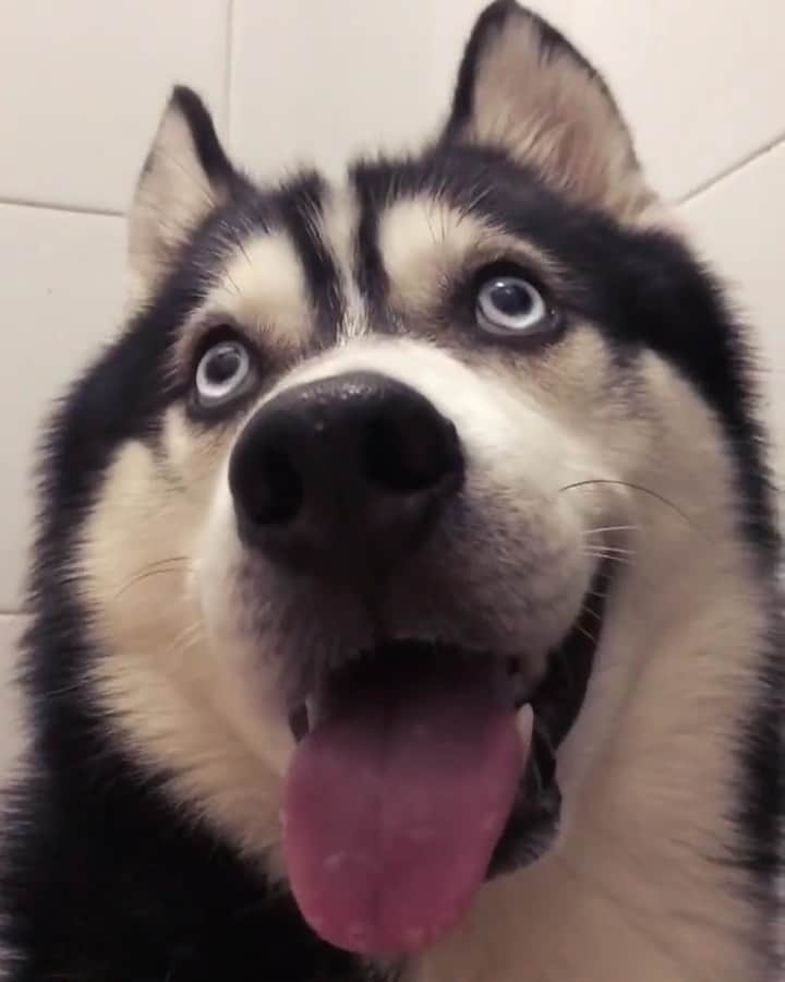 husky and malamuteのインスタグラム：「Look at my eyes.😙😙」