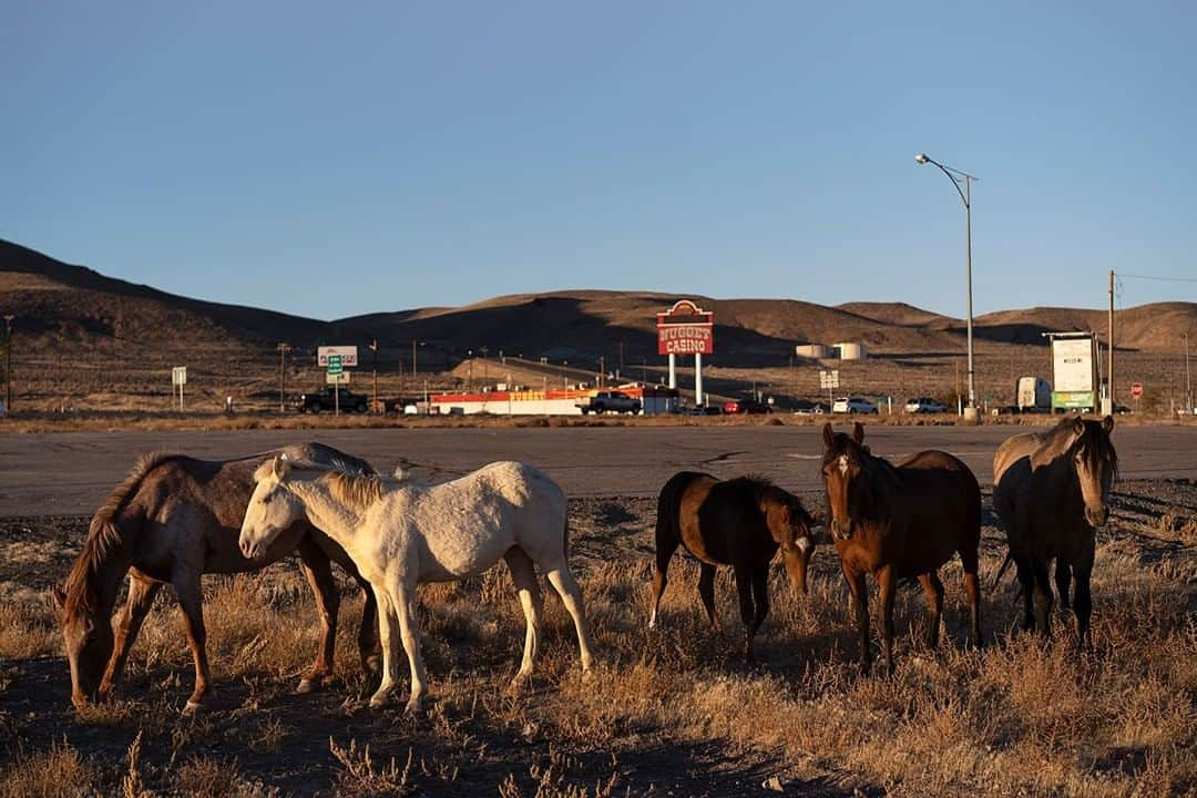 National Geographic Travelさんのインスタグラム写真 - (National Geographic TravelInstagram)「Photo by @mathiassvold | A group of horses from an open ranch walks through the small town Silver Springs, Nevada.」5月9日 16時09分 - natgeotravel