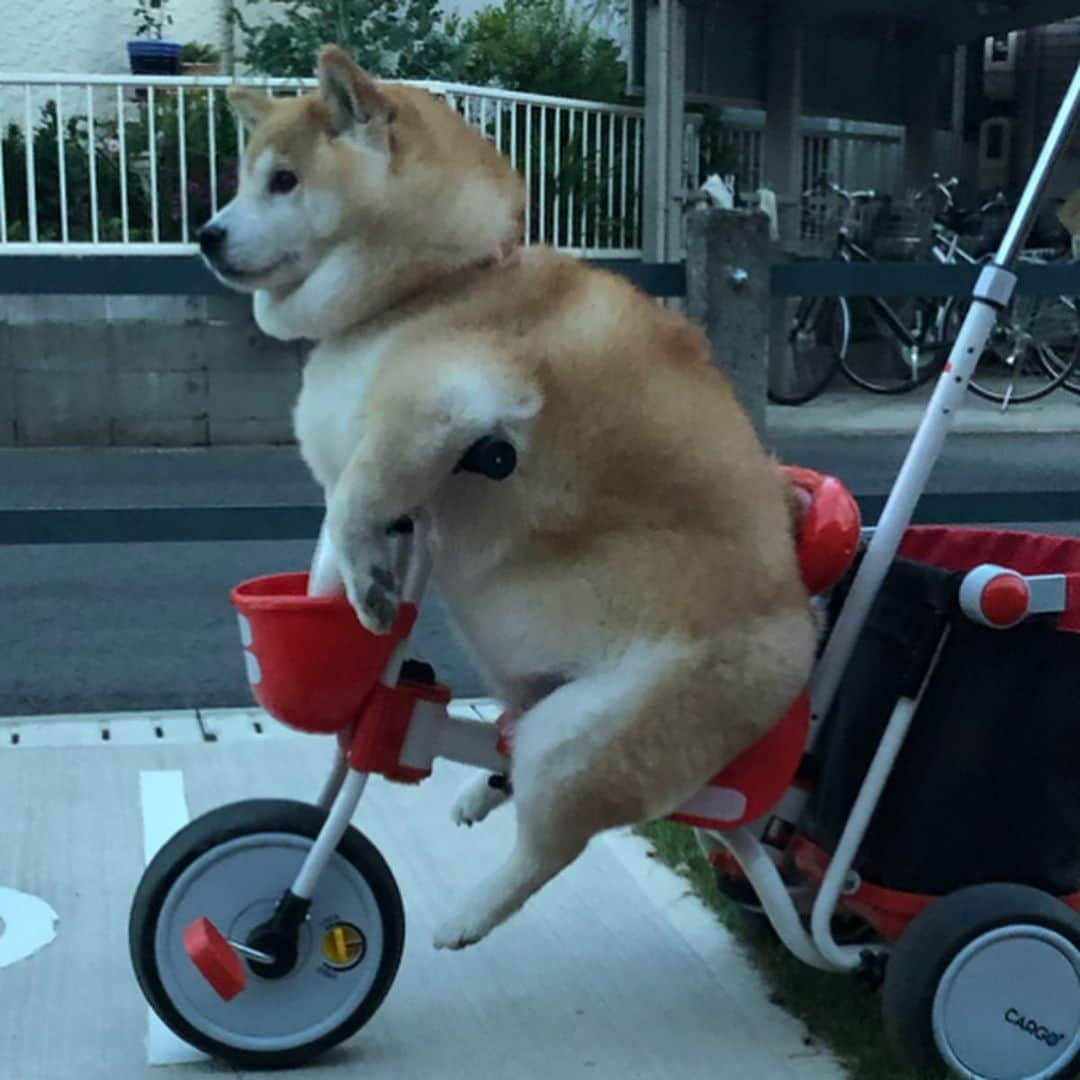 いなりさんのインスタグラム写真 - (いなりInstagram)「いなちゃんはとうとう三輪車の運転席へ!! •*¨*•.¸¸☆*･ﾟ 駐輪場ではない所に放置してあったのでレッカー!! そしたら、鬼の形相で持ち主らしき奴が出現!! そんなに大事ならちゃんと駐輪場に置いとけ〜!! •*¨*•.¸¸☆*･ﾟ #ハンドルに腕をかけ #ペダルに足は届きません #サドルに何かついてた #ライくんにバレないように #除去シートで拭きました #いなり最近歩きません #徒歩数700以下 #三輪車に乗る犬 #シバスタ映え #シバスタ萌え #イヌスタ映え #イヌスタ萌え #柴 #しば #しばいぬ #日本犬 #いぬバカ部 #犬#shiba #shibainu  #shibadog #shibarbucks #shibastagram #japanesedog」5月9日 16時28分 - shibainuinari